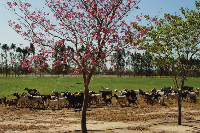 Futuro Formosa Identificaci N Y Formulaci N De Proyectos De Inversi N